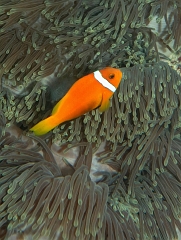 Velidhu - 2013_03_09 - IMG_0254rf_Poisson Clown des Maldives - Amphiprion Nigripe_House reef_pmt